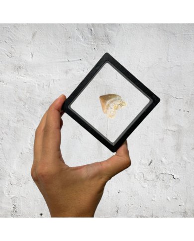 copy of Fossil tooth of Enchodus lybicus in a premium display frame