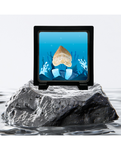 copy of Fossil tooth of Enchodus lybicus in a premium display frame