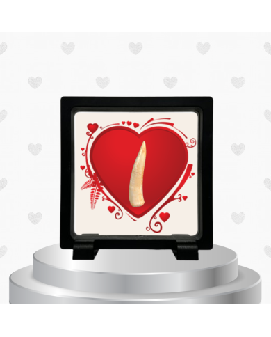 copy of copy of Fossil tooth of Enchodus lybicus in a premium display frame