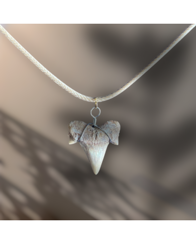 Collier Dent de Requin Crétolamna avec cordon simple