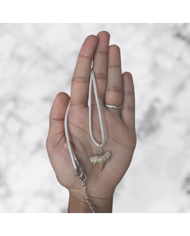Collier Dent de Requin Crétolamna avec cordon simple