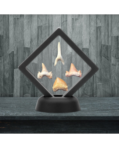 Prehistoric Shark Teeth Collection with Square Frame