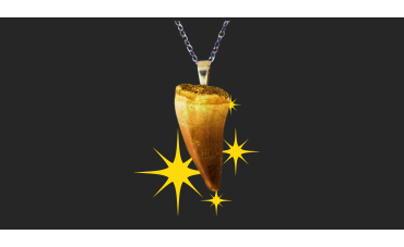 Why are fossils so fascinating? The symbolic power behind necklaces made of fossilized teeth