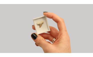 Small mosasaur teeth: why these fossils are so fascinating