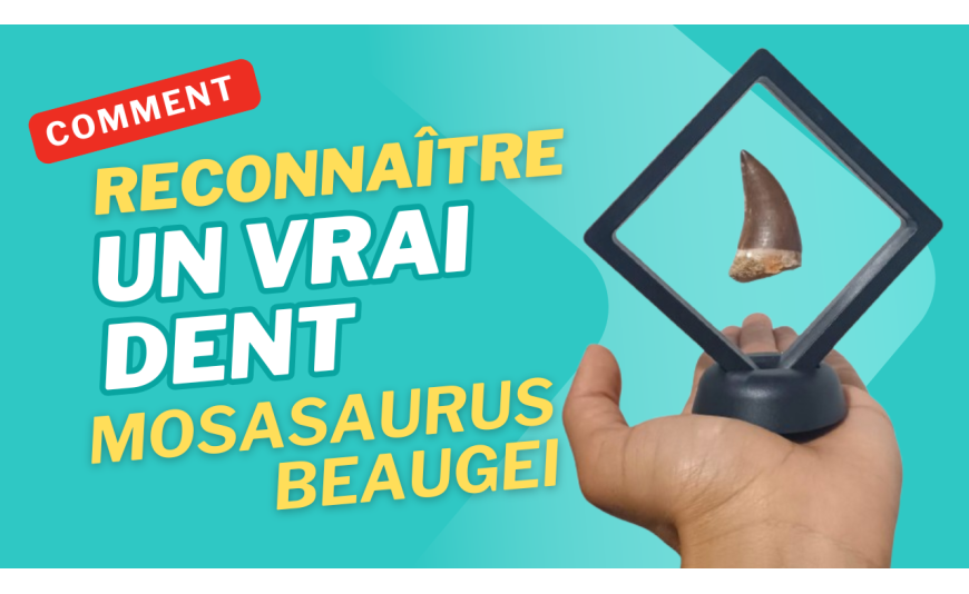 Comment reconnaître un vrai fossile de dent de Mosasaurus beaugei ? Comment reconnaître un vrai fossile de dent de Mosasaurus beaugei ?